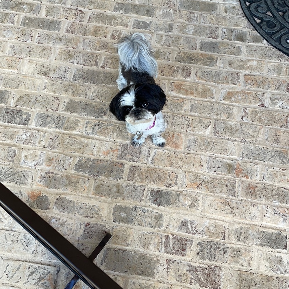 Meet your Posher, Harrison